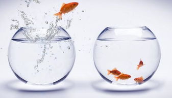 财位摆放香水或鱼缸，对财运有何影响？