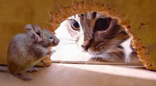 梦见猫下崽有什么兆头？周公解梦中的寓意和预兆是什么？