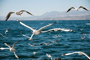 面试时梦见海边抓鱼，这是不是预示着我在职场生涯中嫩如鱼得水？