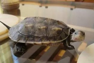 家里养什么龟风水最好，能改善家居风水吗？