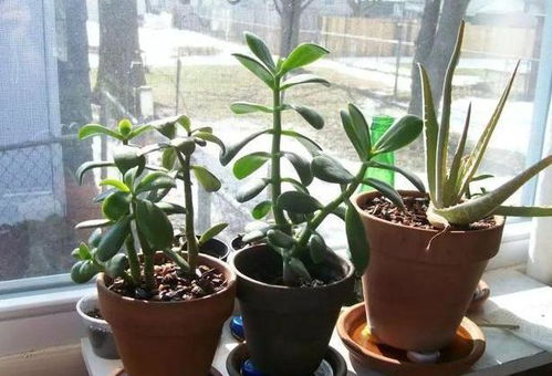 三、 肥料类型及其适用性分析