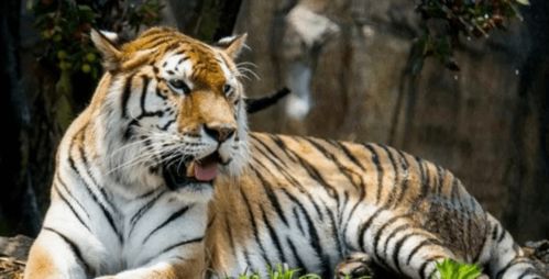 2026年属虎的人10月份财运如何，适合佩戴哪种饰物来增强运势？