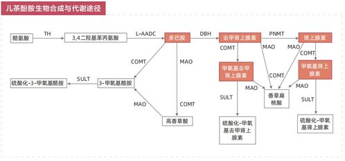 2. 嗜铬细胞瘤：较小肿瘤较大麻烦