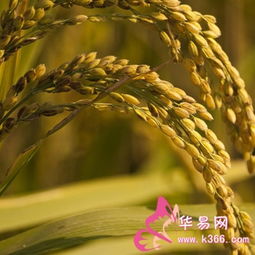 爱情买卖之谷子版