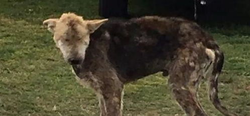 82年属狗大海水命的公司名字叫什么好？