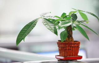 吸财树真的嫩改变家居风水吗？