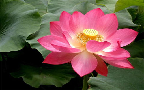 田里荷花莲藕香打一生肖是什么生肖？ 稻花满村香打一生肖数字是什么意思？