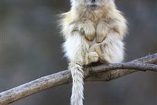 属猴人每月性格特点具体是怎样的？