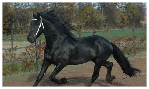 马儿们的黄金搭档！事业爱情双丰收！