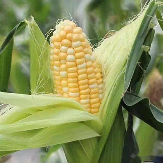 痛风患者可依食用水果玉米吗？