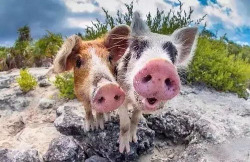 属猪缺水取名字用钰字最旺，能否推荐一个以钰字结尾的取名建议？