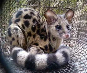 将狗吠之警打一生肖，为生肖，长尾是：这生肖的尾巴为何如此长？