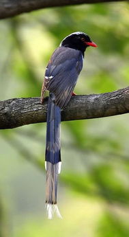 鸟得弓藏的生肖是什么长尾鸟形动物是哪一属？