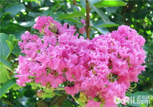 3. 紫薇：紫气东来的吉祥预兆