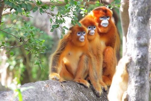 2026年属猴人的财运走势如何？