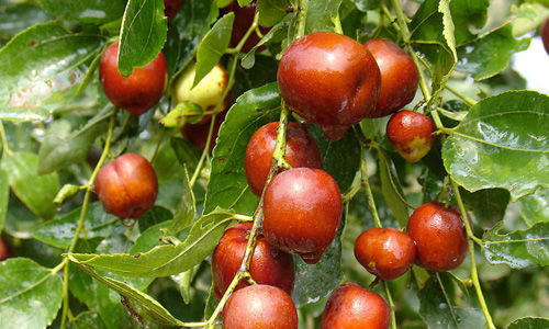 啊！枣树！满树的枣子！