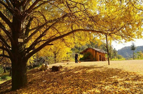 湖北安陆钱冲古银杏（安静版）