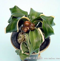 万年青：这玩意儿居然能活一万年？骗鬼呢！