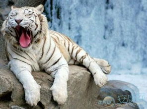 孕妇梦见老虎预示着什么是代表男孩还是女孩的征兆呢？