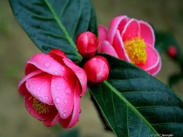 海棠花：家庭和谐与夫妻关系的调节剂