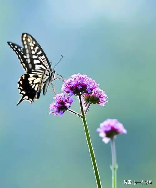 家里飞来蝴蝶，蝴蝶门风水图片有哪些讲究？