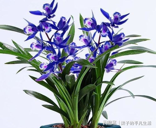 兰花之韵：气质如兰的内涵与魅力