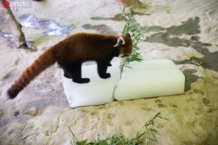 2026年动物园生存指南