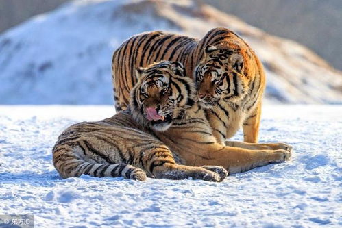 1974年出生的虎女，2026年运势如何？未来五年运程怎样？