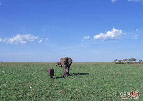 将野外风光打一生肖，是哪个生肖的尾巴特长？