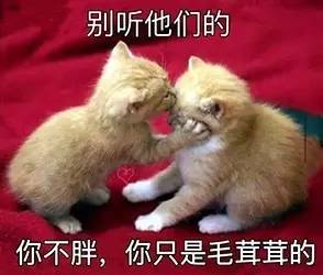 搞笑插播——为什么有人把猪宝宝叫作“小黄鸡”？🤔🤔🤔
