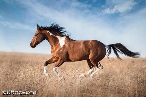 属马与属虎婚姻搭配如何？属马戴虎马狗三合手链有何寓意？