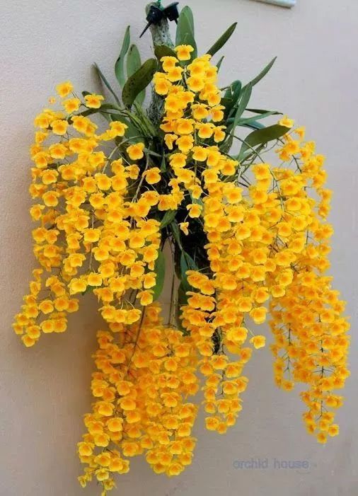 4. 梅兰竹菊：四君子的品格隐喻