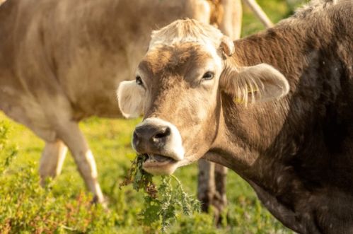 炸裂推荐！这些带溪的名字牛到飞起