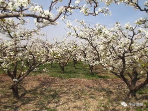 青县盘古梨花赏花攻略——乱入版·全程噪声大放送