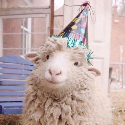 属兔配属羊女生旺财吗？狗兔羊合在一起头像有何寓意？