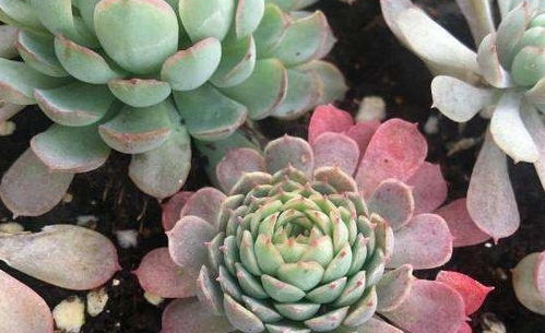 更多肉植物的异常行为