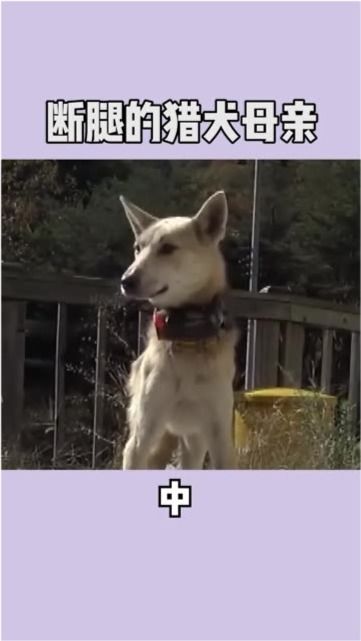 四、 现代心理学对“被猎犬追逐”情境的阐释