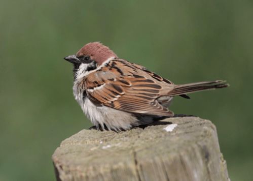 一、 传统风水视角下的吉兆阐释
