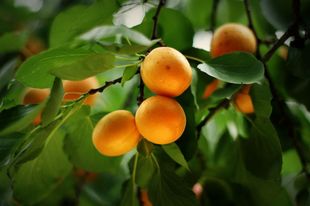 深度剖析！梦境背后的惊天真相