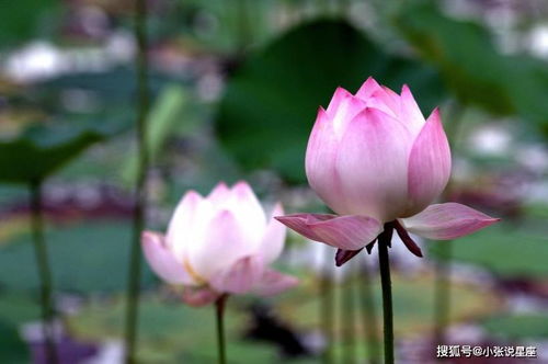 梦见别人落水被救，这是否预示着即将发生的好运或转机？