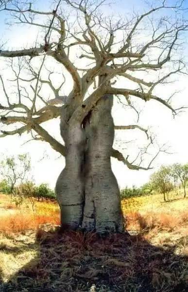 正向植被：适宜于房前屋后的吉祥树种