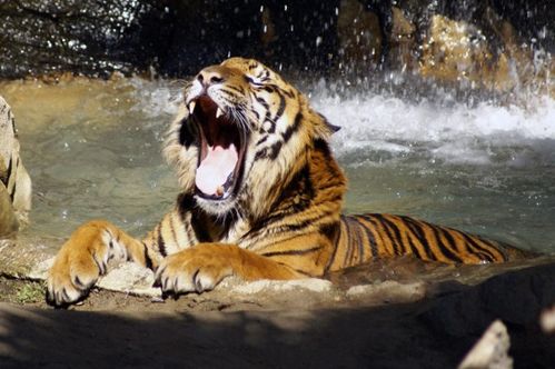 属虎人2026年农历6月运势如何？详细每月运势分析？