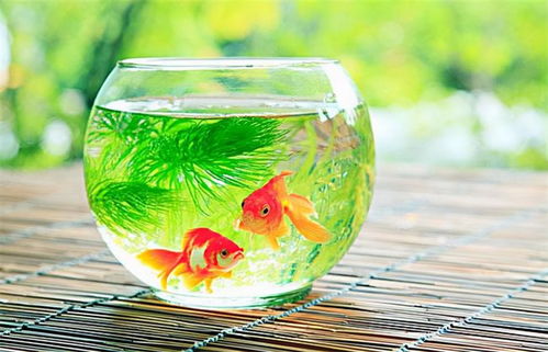 七、 鱼缸：财气共享与长短期效应差异