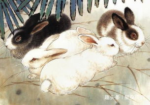 生肖属兔诞生时间段段对人生福祉作用于之系统探析