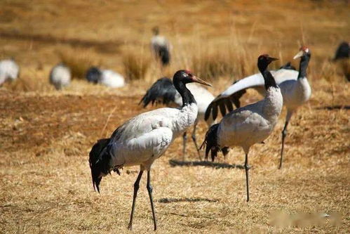 4.1 繁殖恢复历程