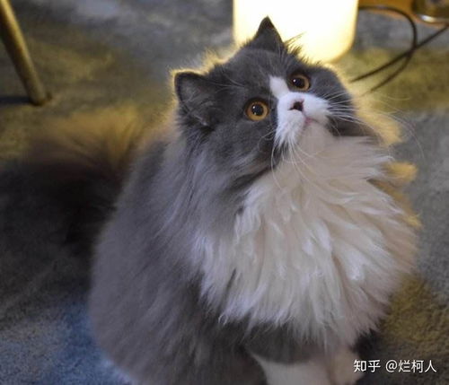 彷徨四顾打一正确生肖是狗，意思是像狗一样四处张望，形容犹豫不决。改写为：彷徨四顾打一生肖是什么动物？