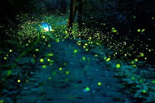 萤火虫照亮棺材，夜读怎能不惊魂？——一部生肖星座或风水类国学原创文案
