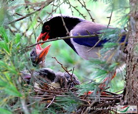 鹊垒巢鸠是哪个生肖？