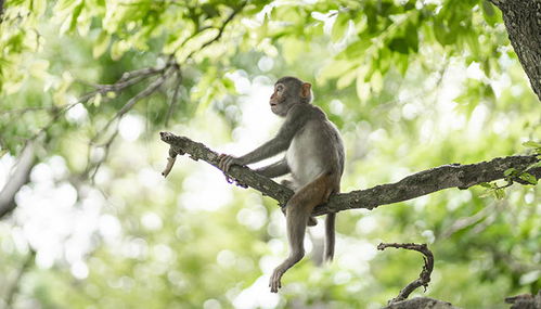 属龙男属猴女恋爱中，有哪些禁忌行为是绝对不能有的？