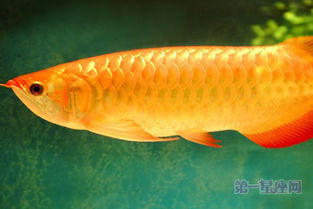 ：金龙鱼在风水文化中的本体论地位与象征意蕴